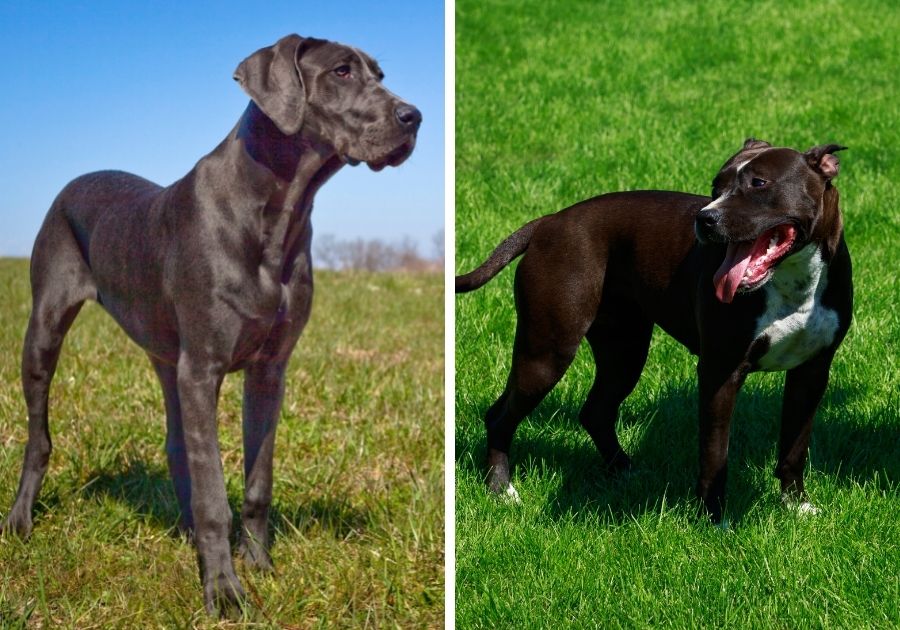 Great Dane x American Pitbull Terrier Dogs Side by Side Respectively