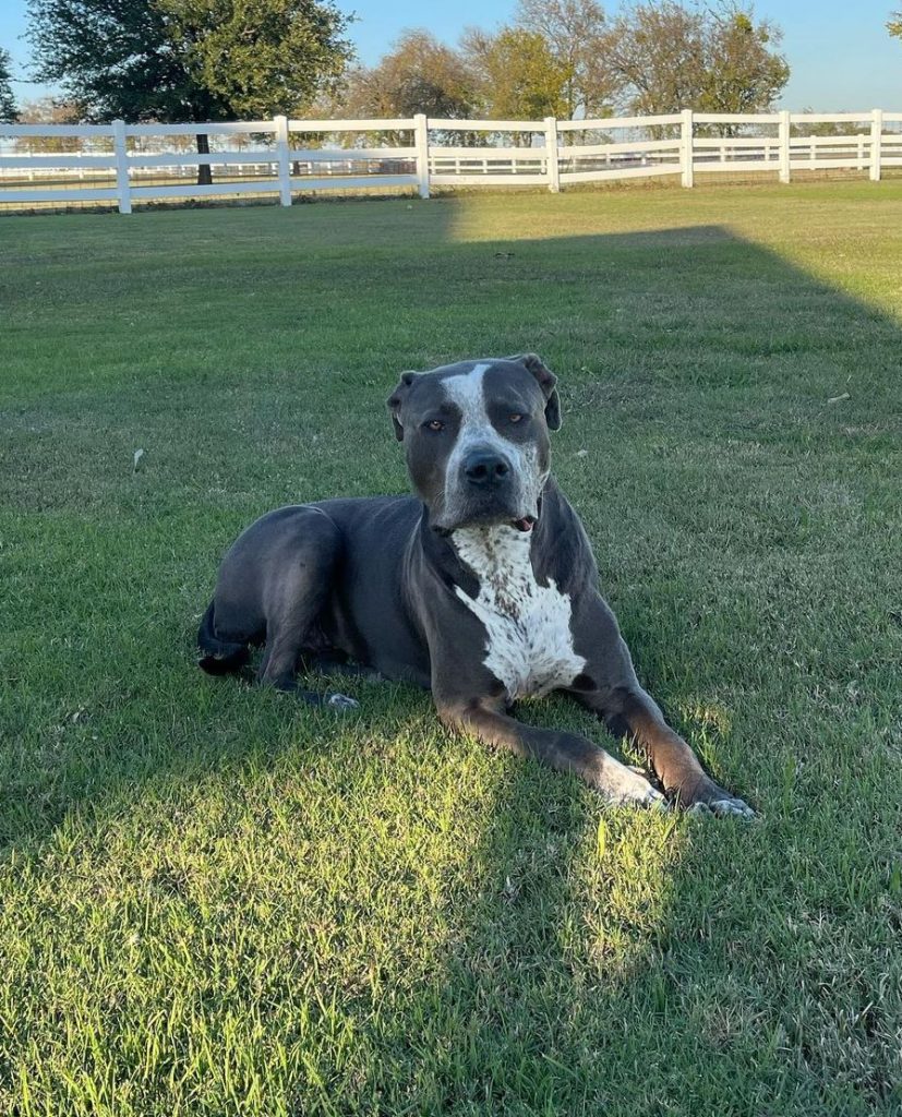 Great Danebull Mix Dog Lying on Grass