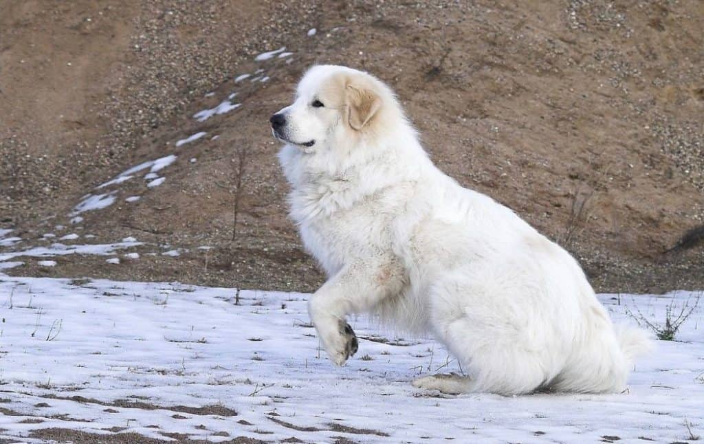 should you shave great pyrenees