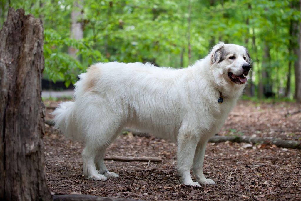 Great Pyrenees Dog Breed