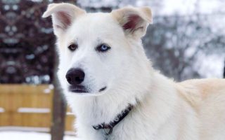 Great Pyrenees Husky Mix Facts, Puppy Price, Guide