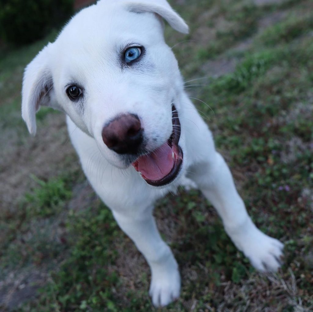 Great Pyrenees Siberian Husky Mix Puppy