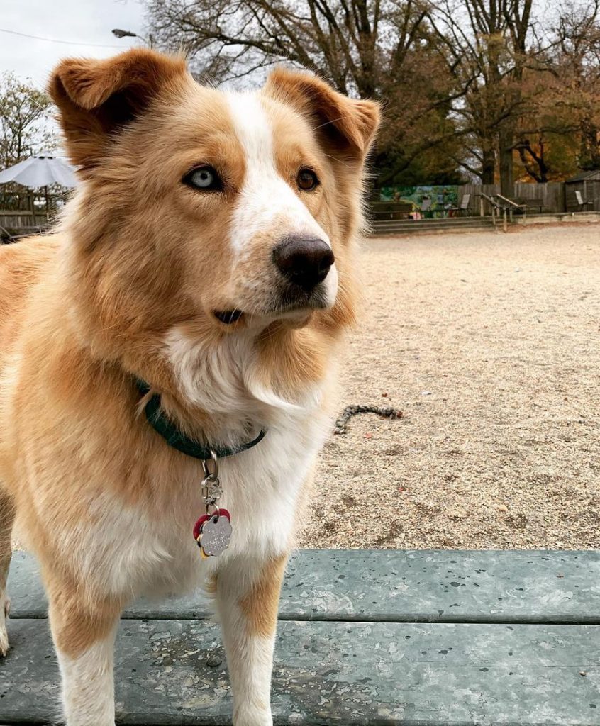 Close Up of Brown and White Great Pyrenees and Husky Mix Standing at Madison Dog Park