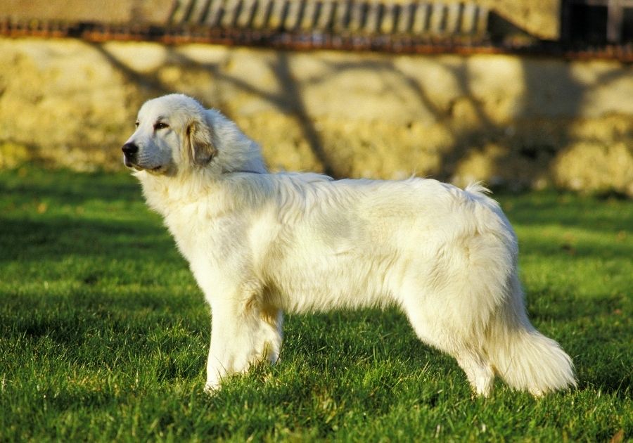 Great Pyrenees or Pyrenean Mountain Dog Standing on Grass