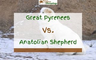 Great Pyrenees vs Anatolian Shepherd – What’s the Difference?