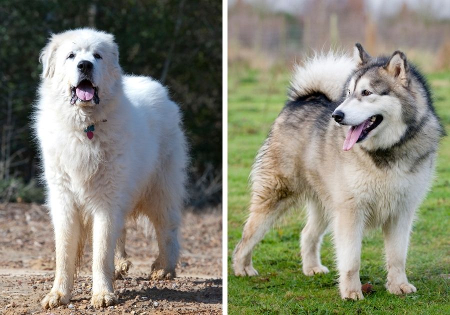 Great Pyrenees x Siberian Husky Dog Breeds