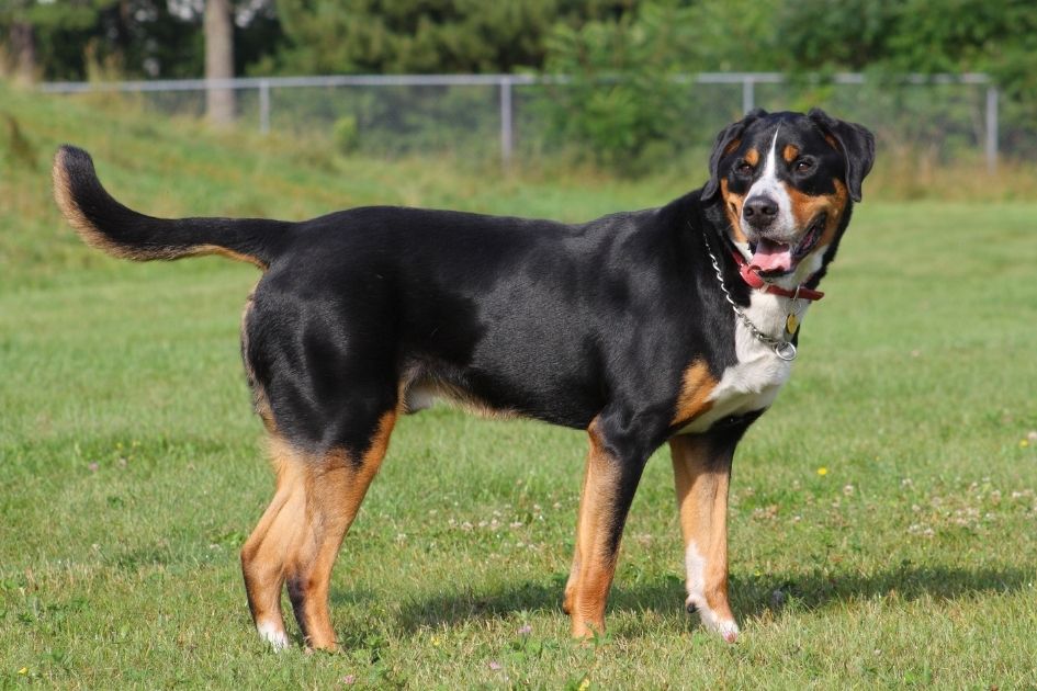 Greater Swiss Mountain Dog Standing on Grass