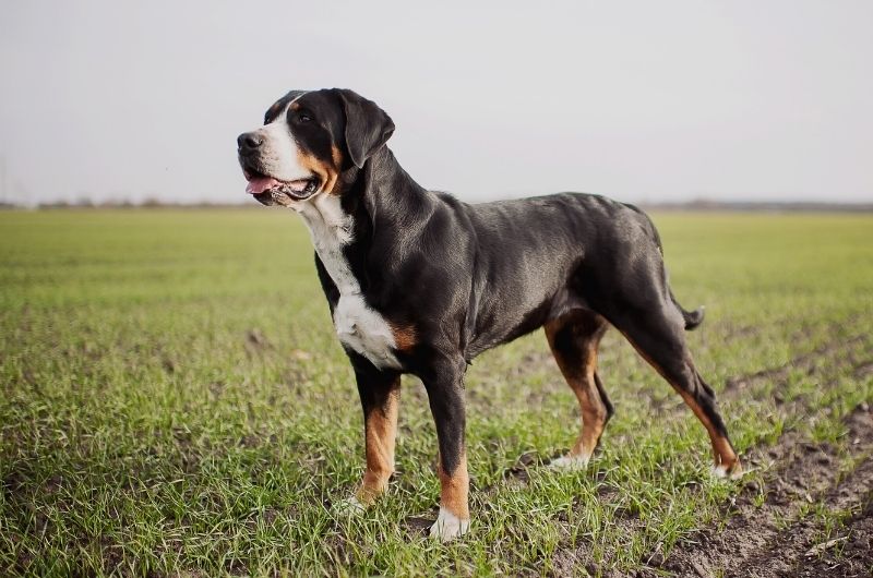 Greater Swiss Mountain Dog