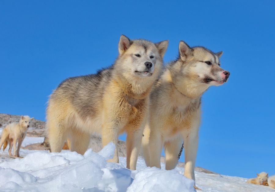 Greenland Dogs Standing on Snow Mountain