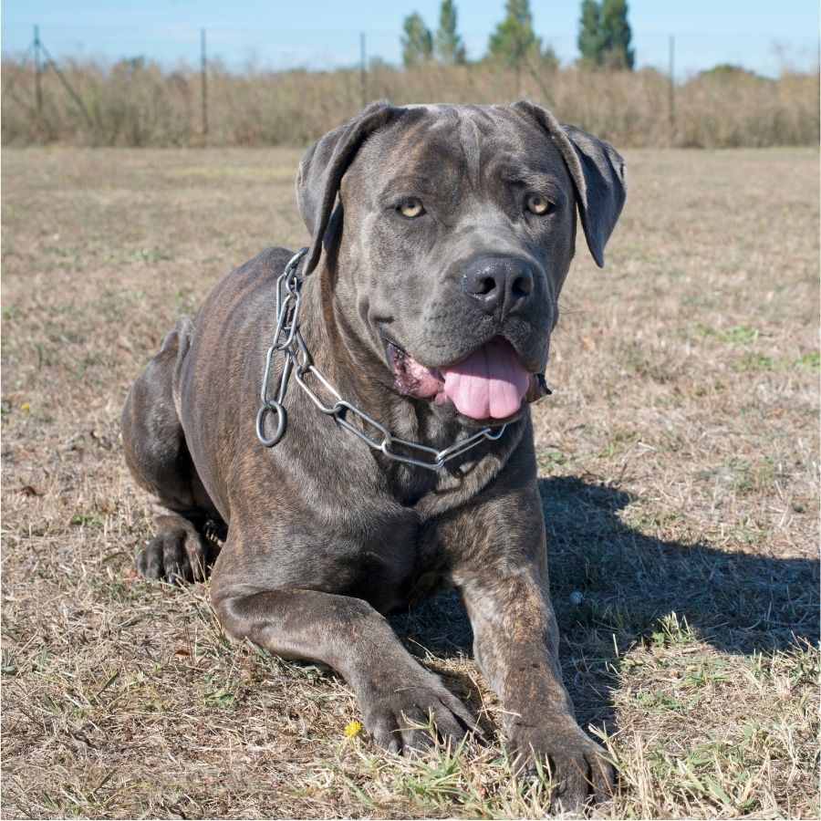 Grey Brindle Cane Corso Dog Resting on Dry Grass