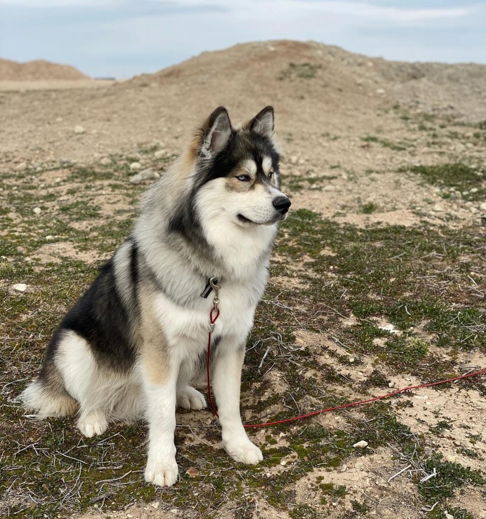 Grey Wolf Dog Husky Hybrid Dog Sitting on Ground