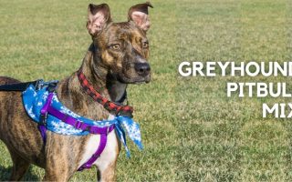 Greybull Pit: Greyhound Pitbull Mix Breed Guide
