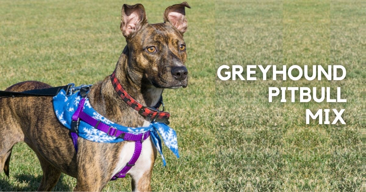 Greybull Pit Greyhound Pitbull Mix Breed Guide