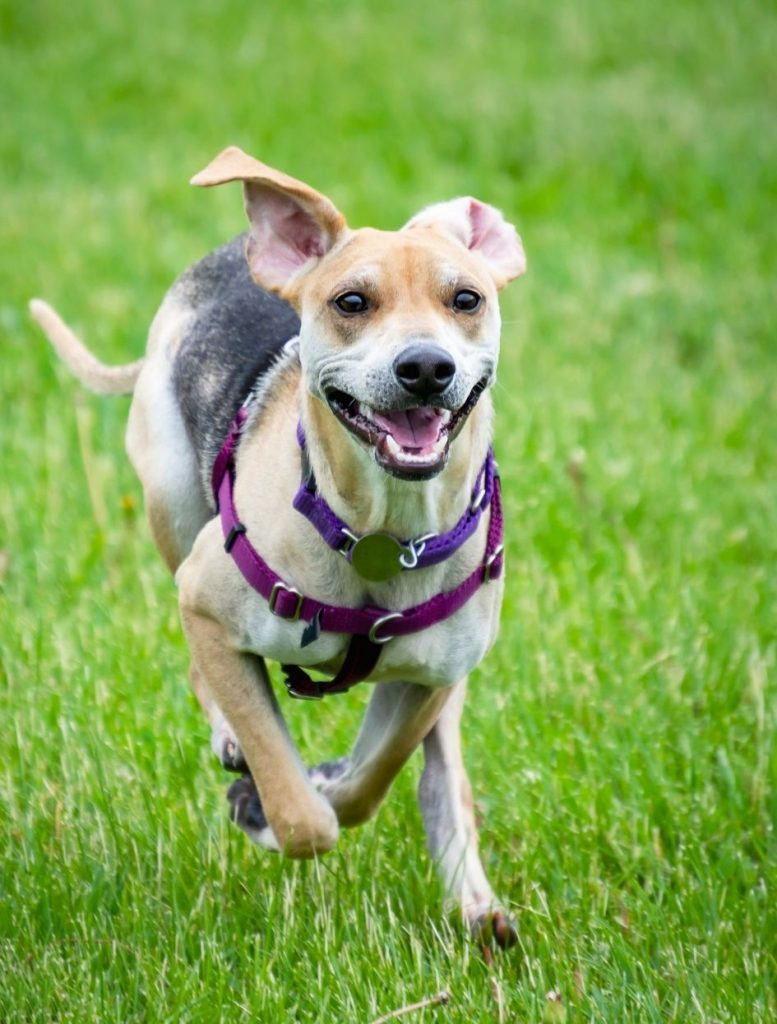 Greyhound Beagle Mix Running on Field