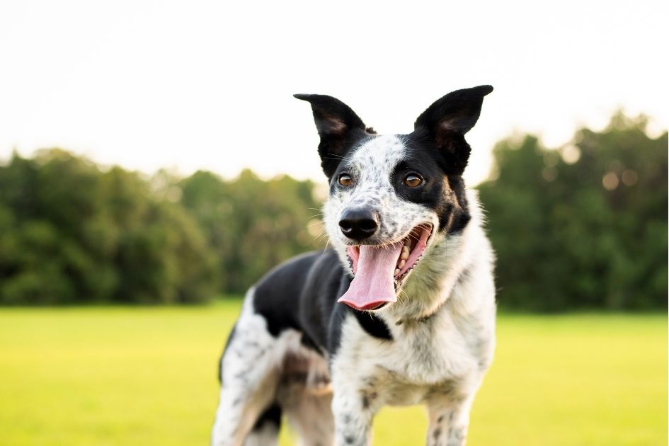 Greyhound Border Collie mix