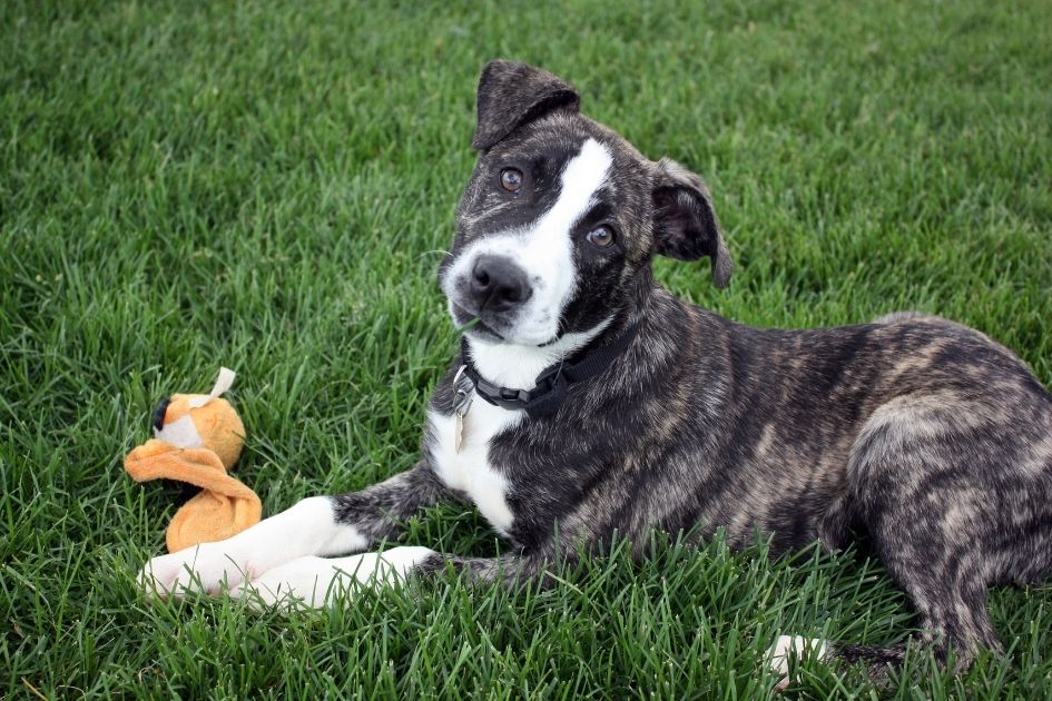 Greyhound Bulldog Mix Lying Beside a Dog Toy on Grass