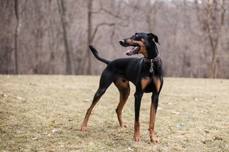 doberman greyhound mix