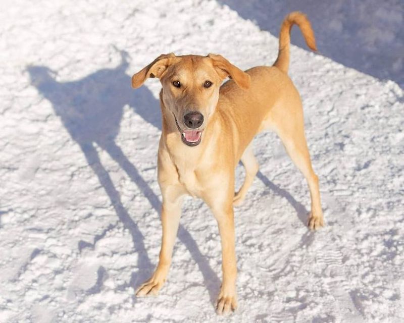 yellow lab greyhound mix temperament