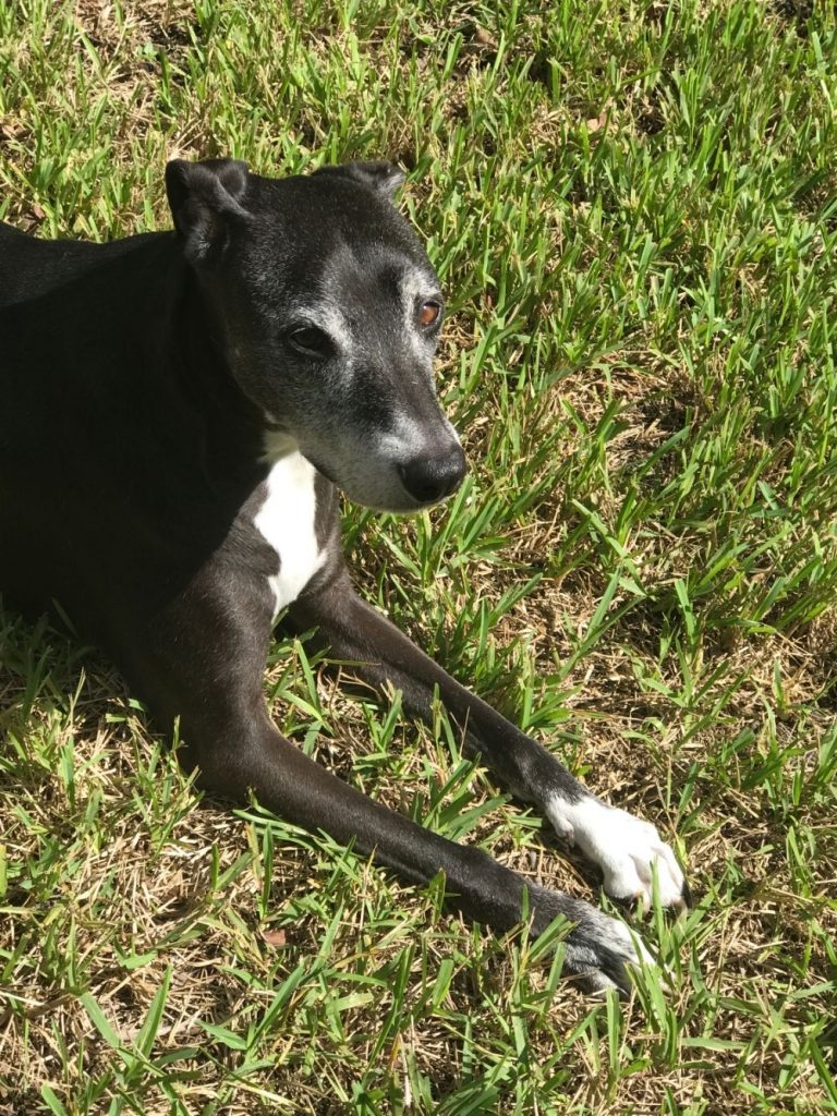 A Black Lab Greyhound mix Lying on the Grass