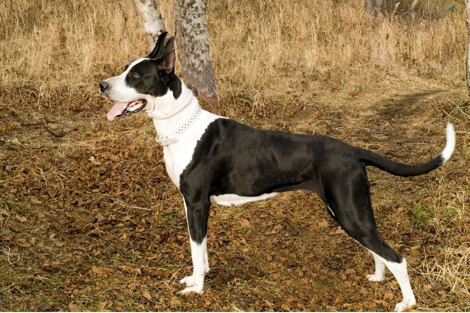 Greyhound Mastiff Mix in Standing Height