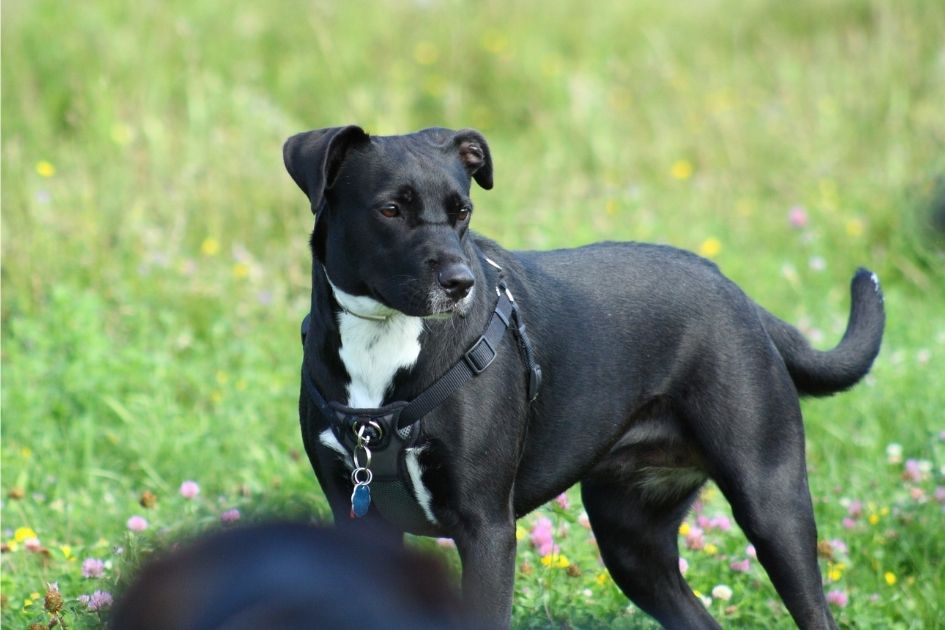 Greyhound Pitbull Mix Standing on Field