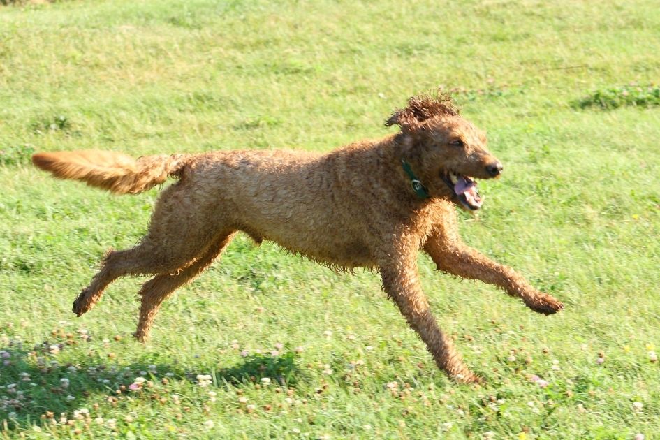 Greyhound Poodle Mix Running on Grass