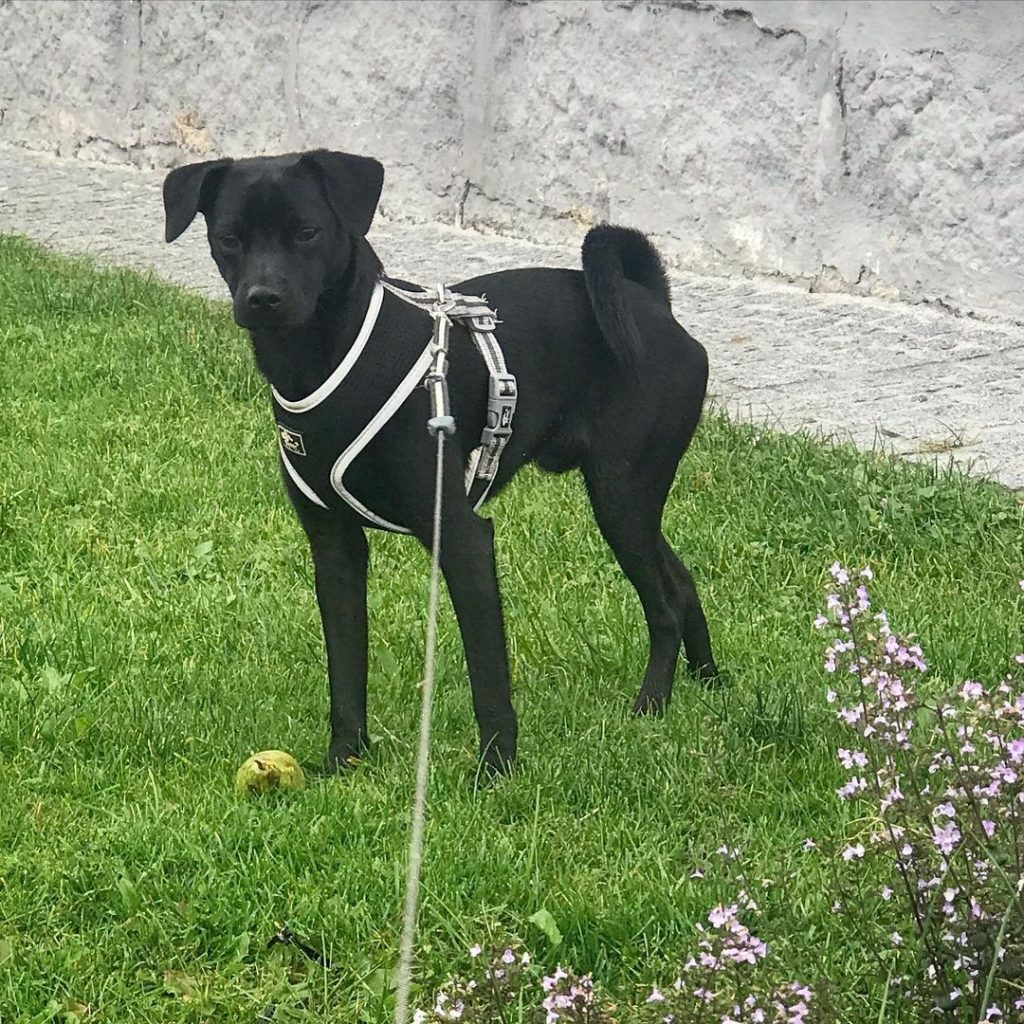 Black Greyhound Pug Mix Standing on Grass