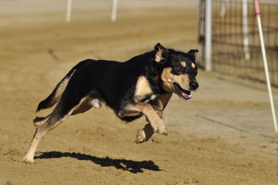 Greyhound Rottweiler Mix