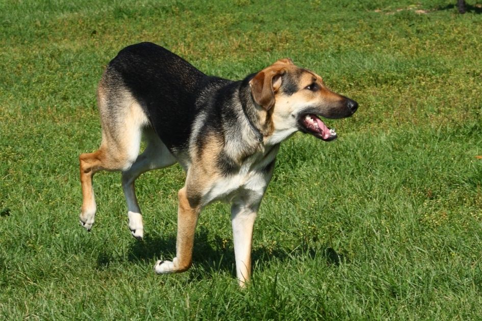 Greyhound Shepherd Cross Dog on the Field