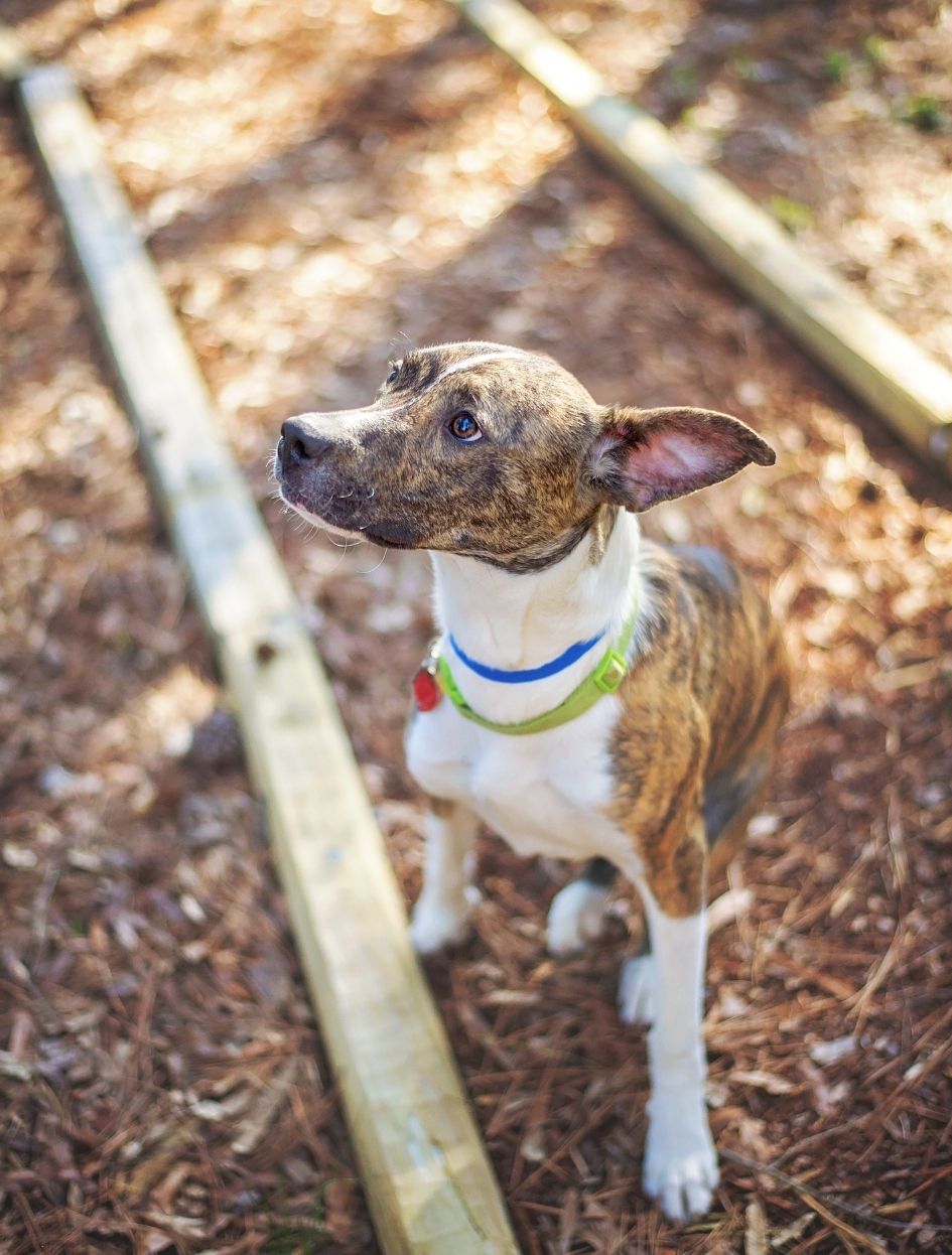 Greyhound Terrier Mix Sitting on Ground at the Park