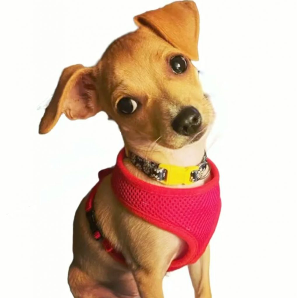 How much does a chocolate lab cost Puplore