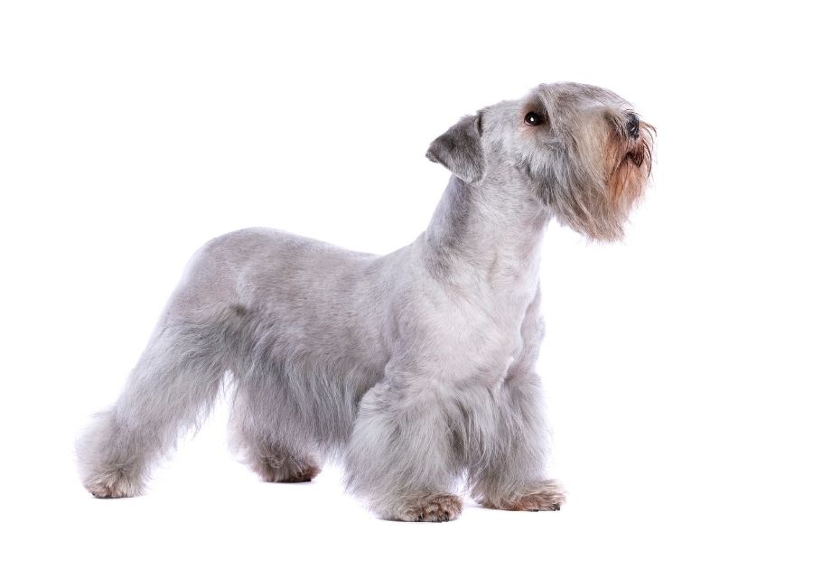 Groomed Cesky Terrier Pup Standing on White Background