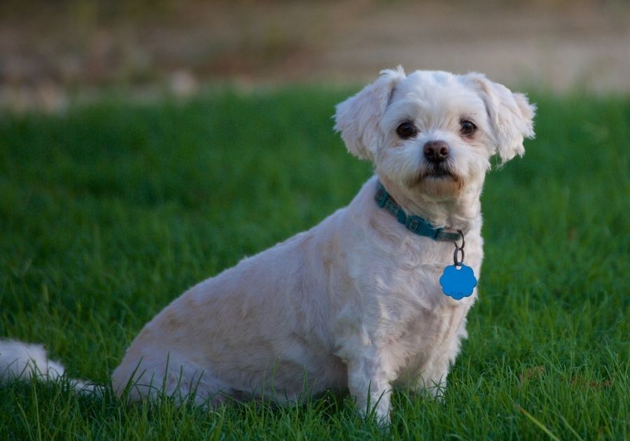 Groomed Maltipoo Dog Sitting on Grass