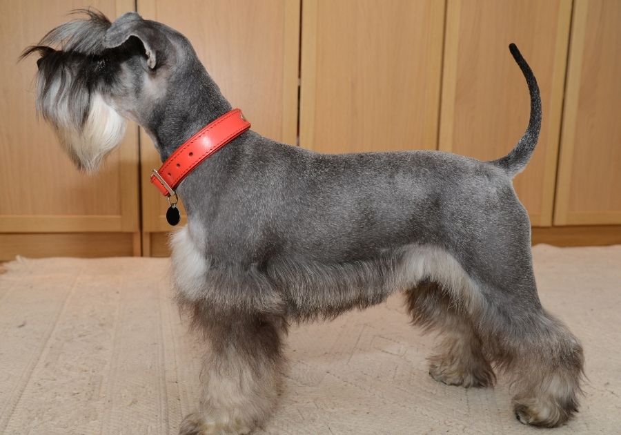 Groomed Mini Schnauzer Dog Standing on Floor