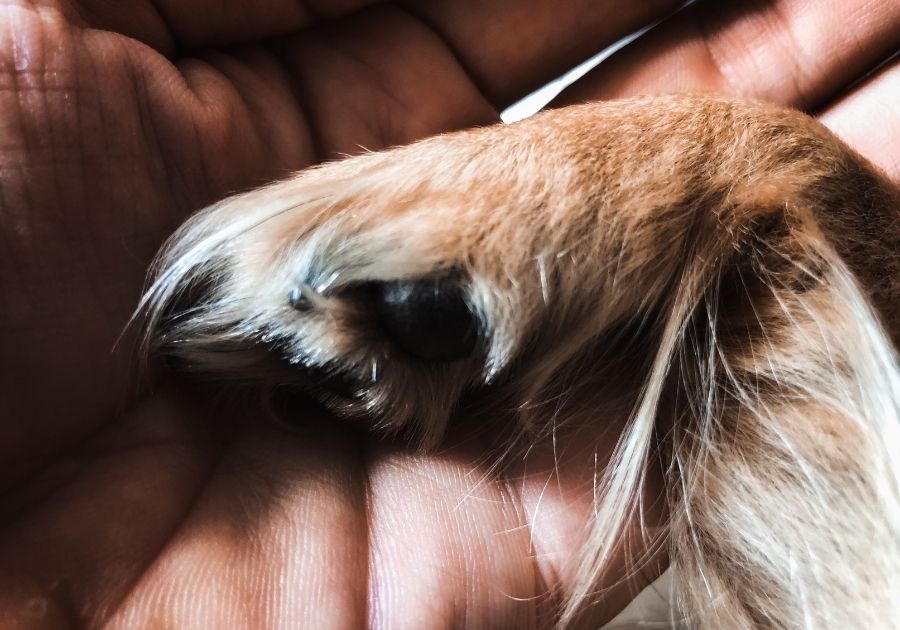 Hand Holding Dog Paw