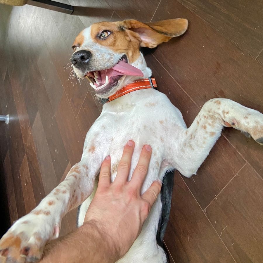 Happy Beagle Dog Enjoying a Belly Rub