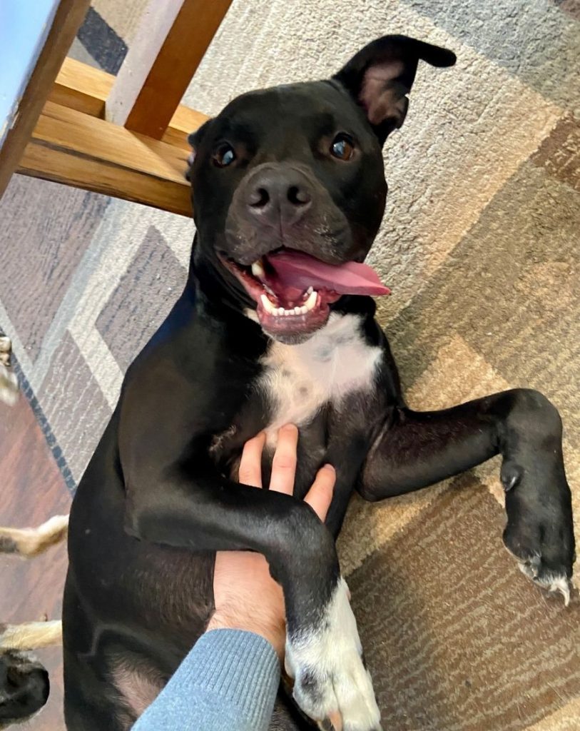 Happy Dog Getting a Belly Rub