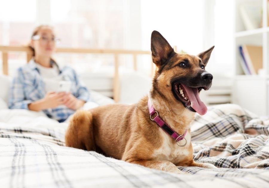 Happy Dog Sitting on Bed with Owner