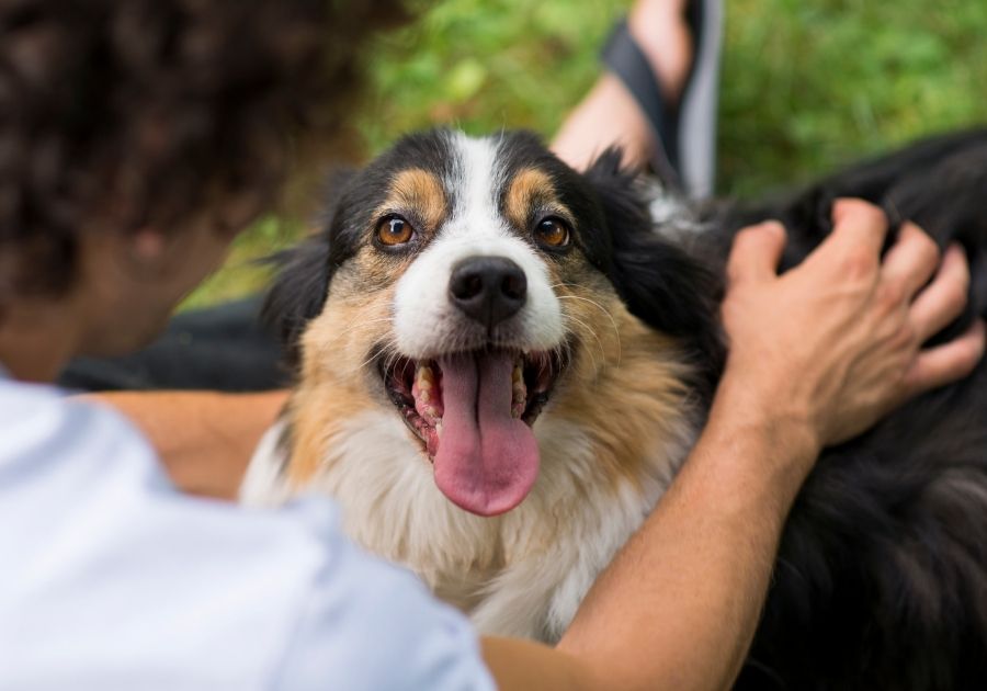 Happy Dog with Human