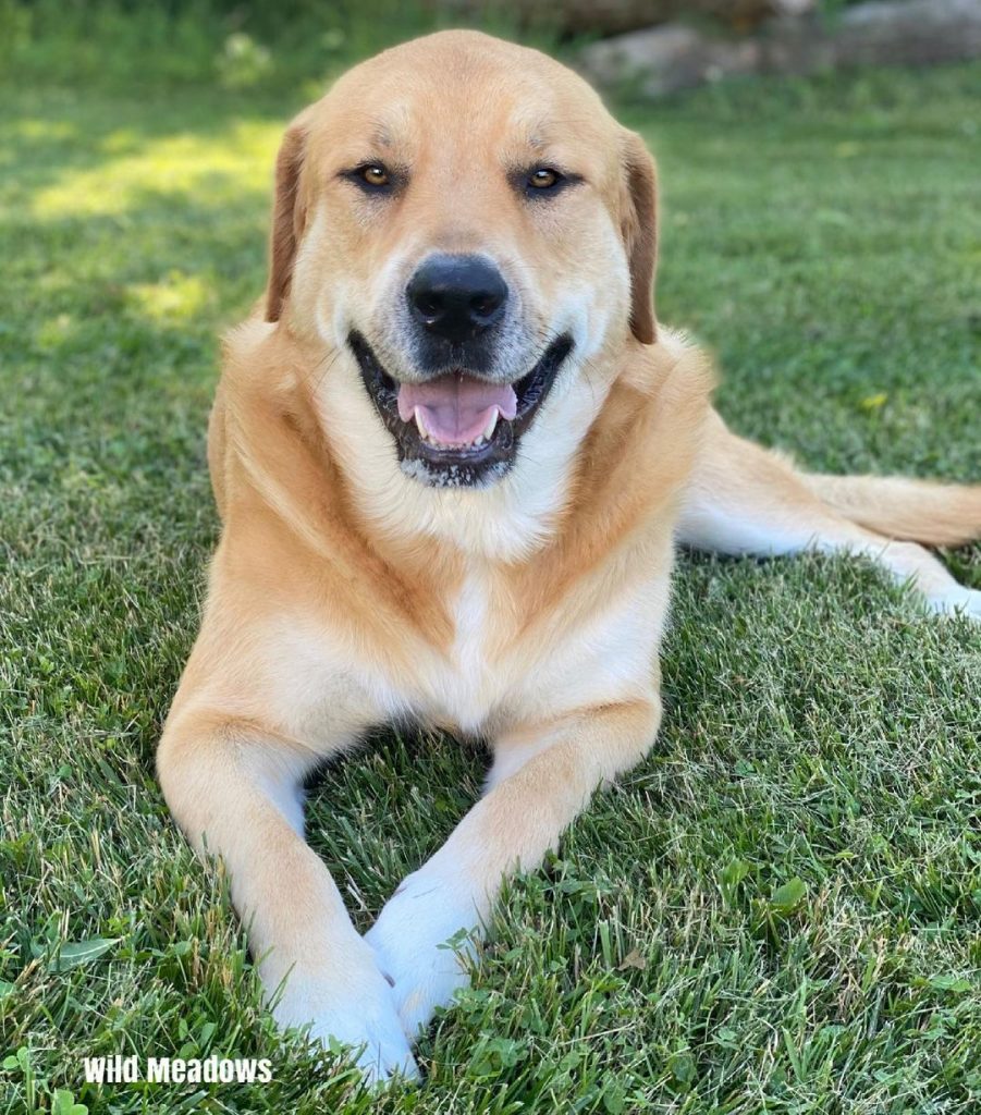 Happy Great Pyrenees Rottweiler Mix Dog Lying on Grass