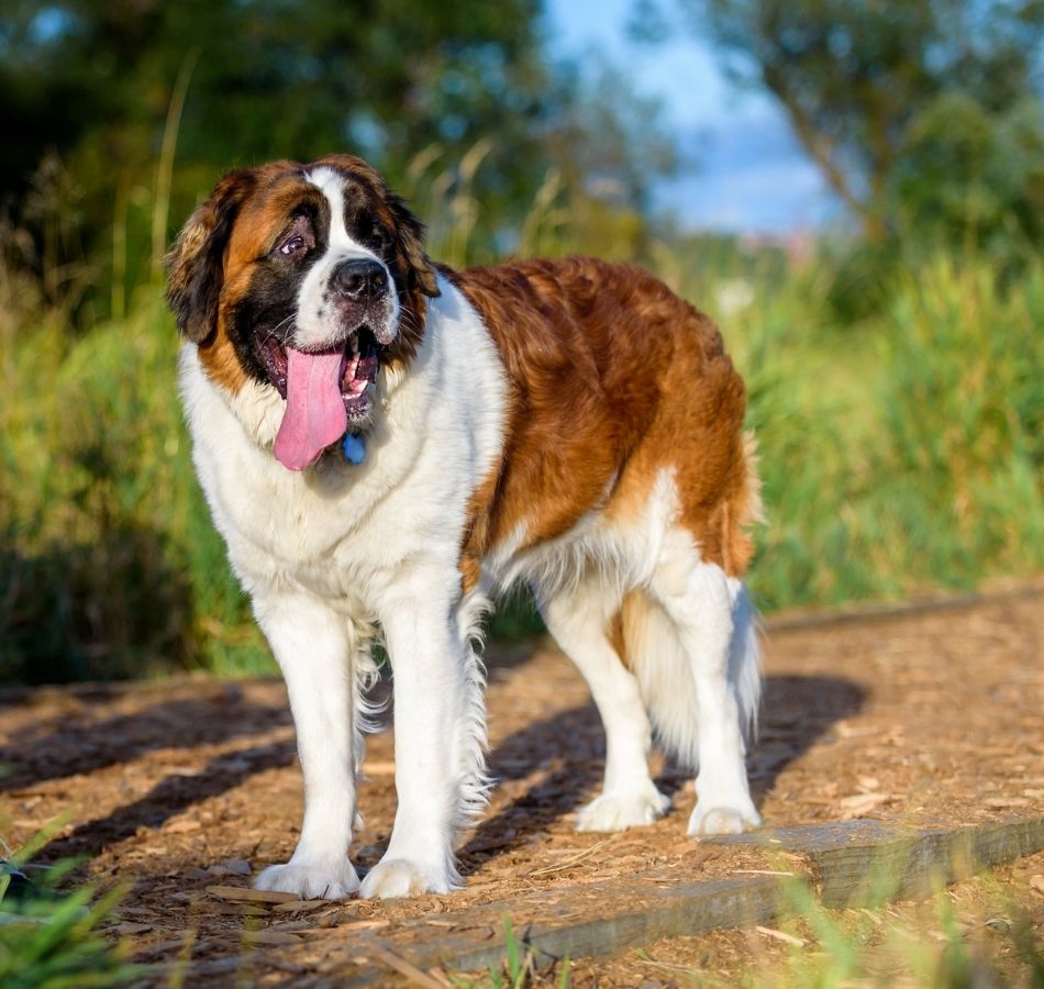 Happy Saint Bernard Dog at a Dog Park