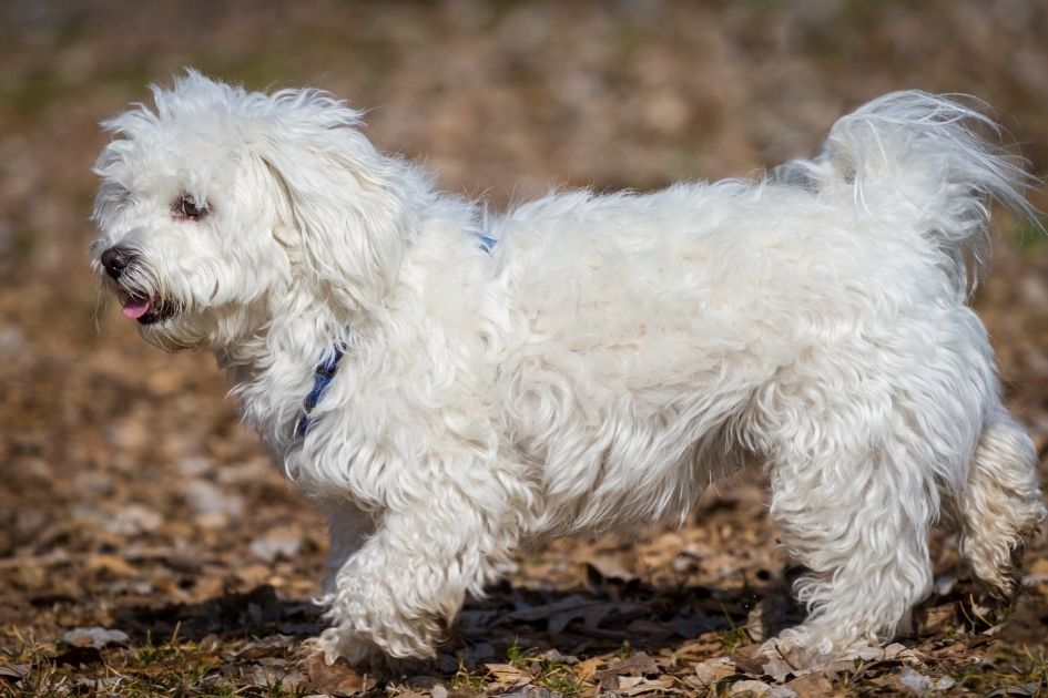 Havanese Maltese Mix Dog Walking Outdoor