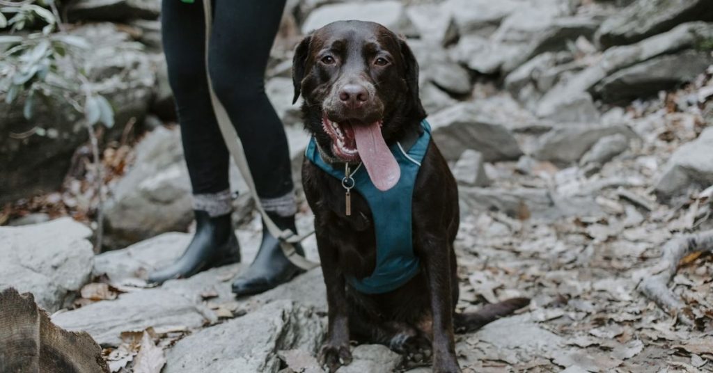 Hiking With Dogs How Do I Prepare My Dog for Hiking