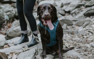 Hiking With Dogs: How Do I Prepare My Dog for Hiking?