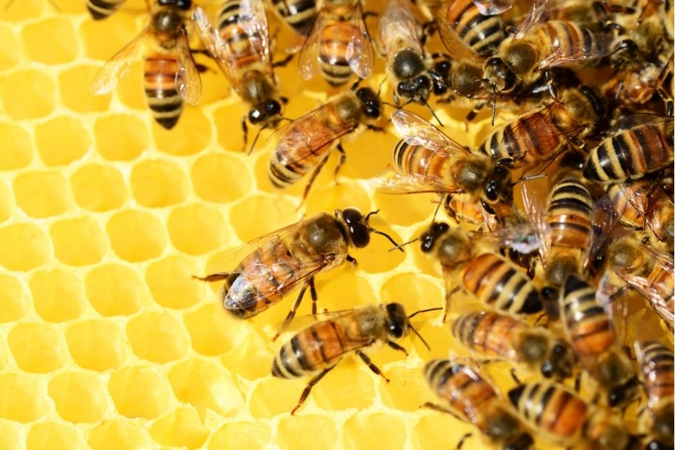 Honey Bees on a Hive