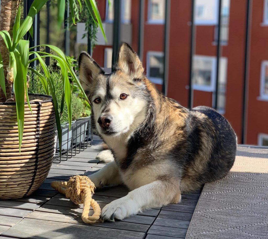 Horgi Dog Relaxing on Floor