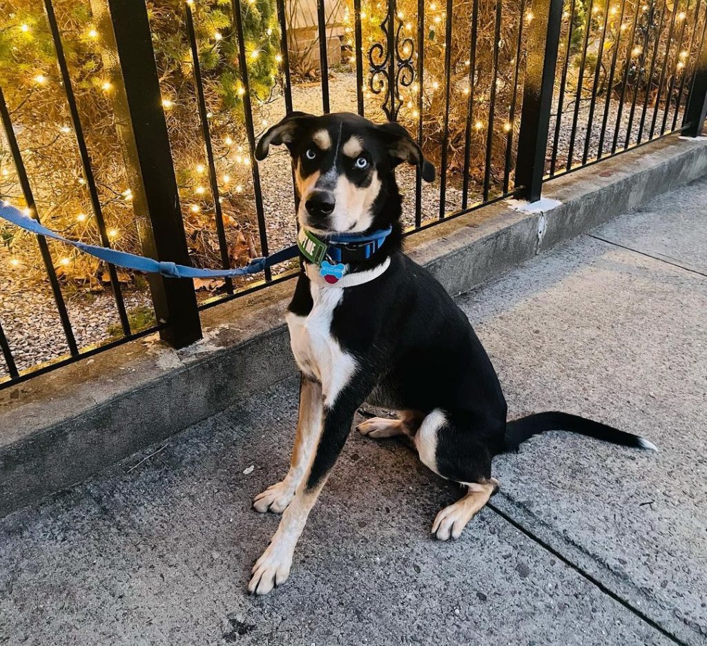 Houndsky Greyhound Husky Mix Sitting on Pavement