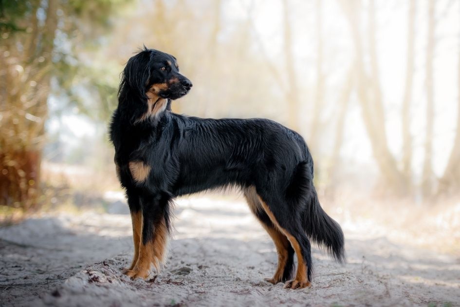 Hovawart Dog Breed