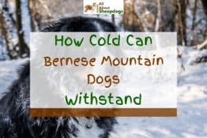 How Cold Can Bernese Mountain Dogs Withstand? (Solved!) | Puplore