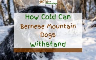 How Cold Can Bernese Mountain Dogs Withstand? (Solved!)